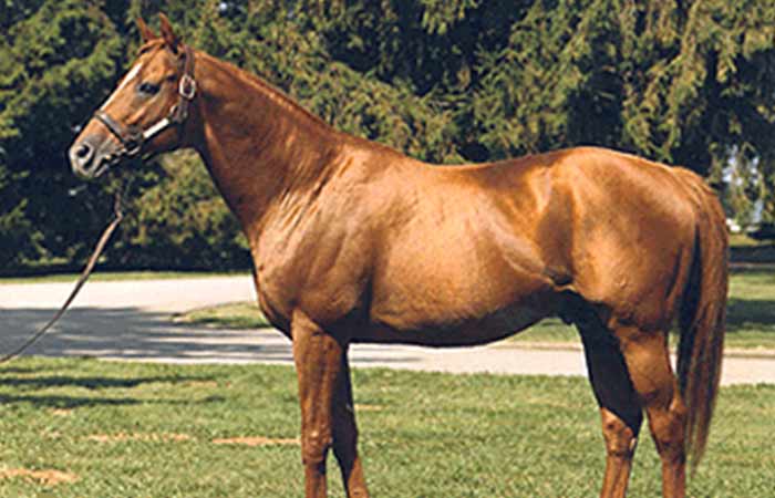 Affirmed- one of the most famous red horse