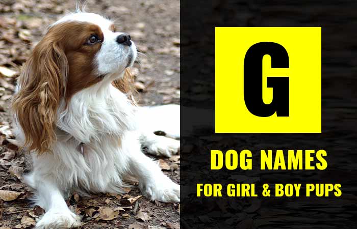 Top Dog Names that start with G