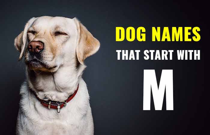 Dog Names that start with letter M