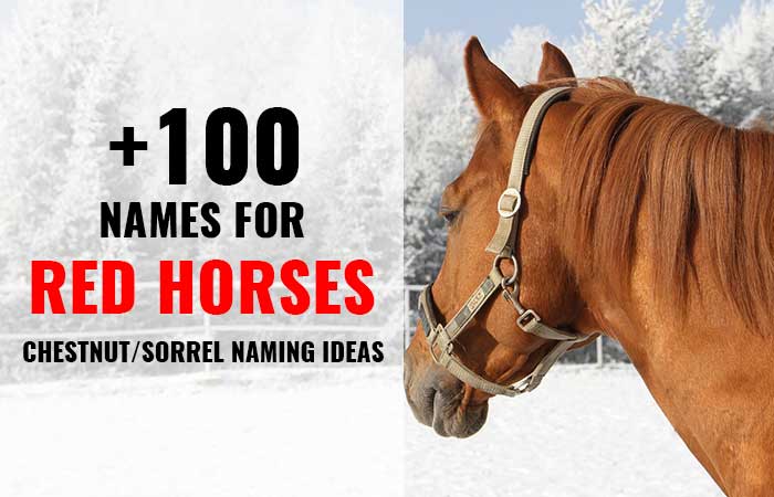 Red Horse Names for chestnut mares and stallions