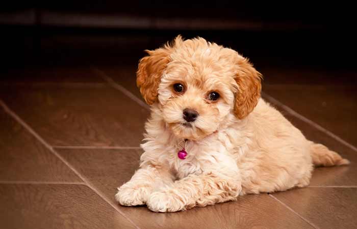 Cute Maltipoo Puppy