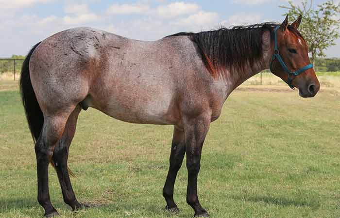 Red Roan Horse