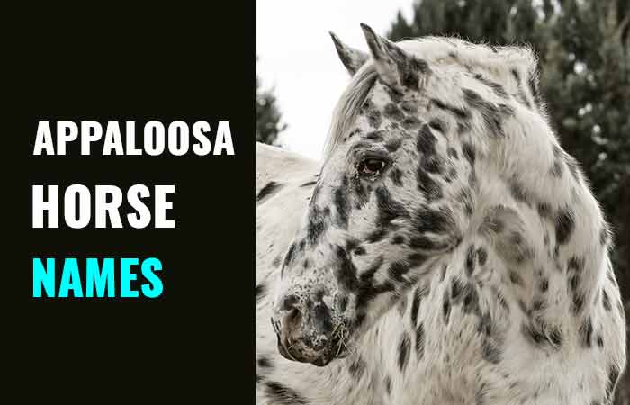 Appaloosa horse names- male and female
