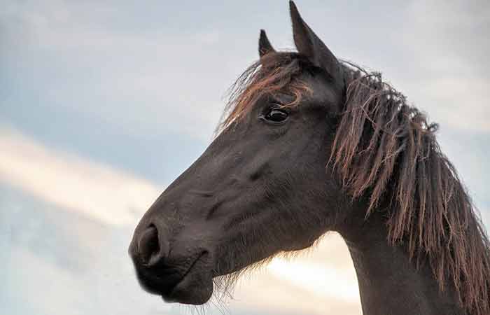 Best Female and male Friesian Horse Names