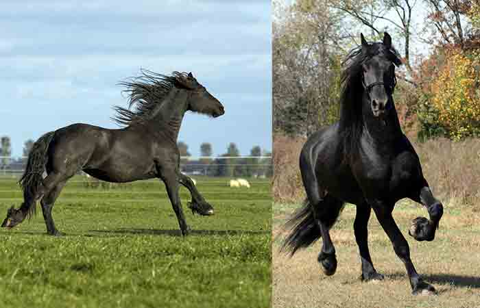 Friesian Mare and Stallion