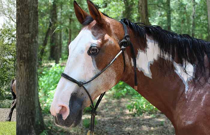 Best Paint Horse Names Mares & Stallions