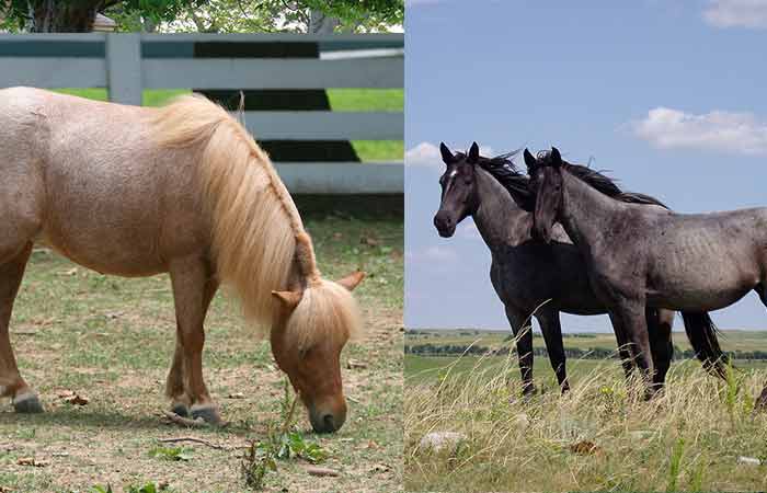 Roan Horse Names (Red, Blue & Grey)