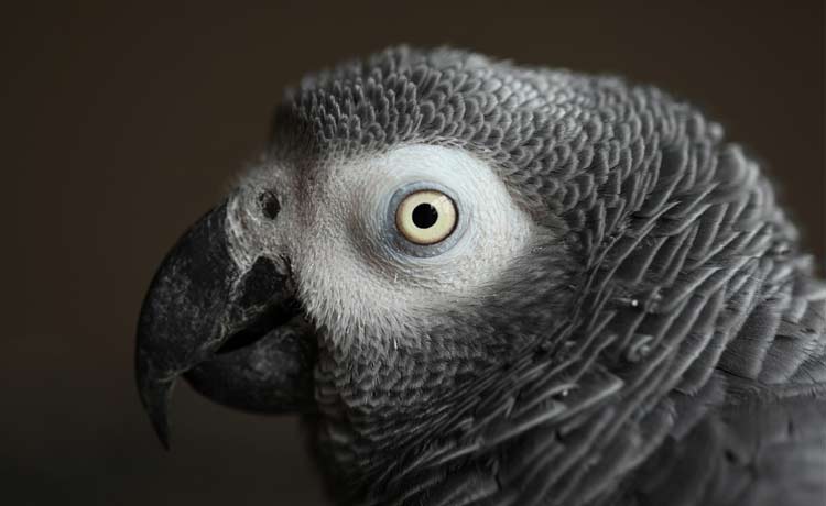 African Grey Parrot Names