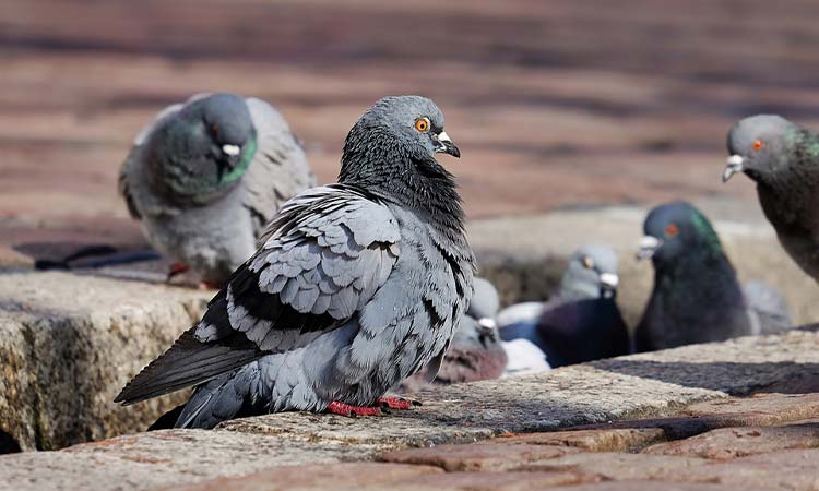 Best Pigeon/Dove Names