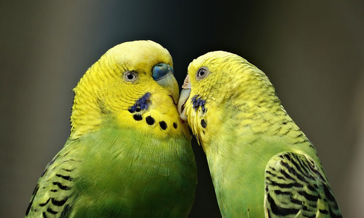 Good Parakeet Names for Blue, Green, Males & Cute Females