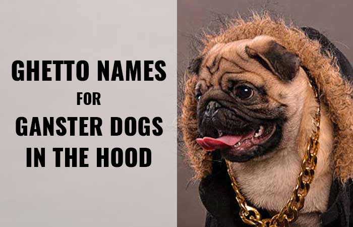 Ghetto Dog Names for Gangster Canines in the Hood. - Petnamee