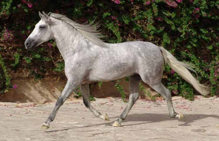 Best names for andalusian horses