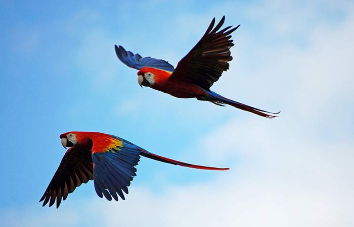 Pair of Macaws