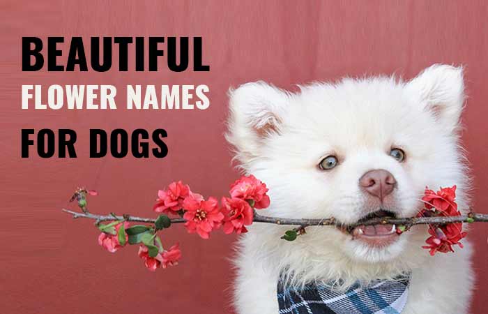 Best flower names for dogs and other pets