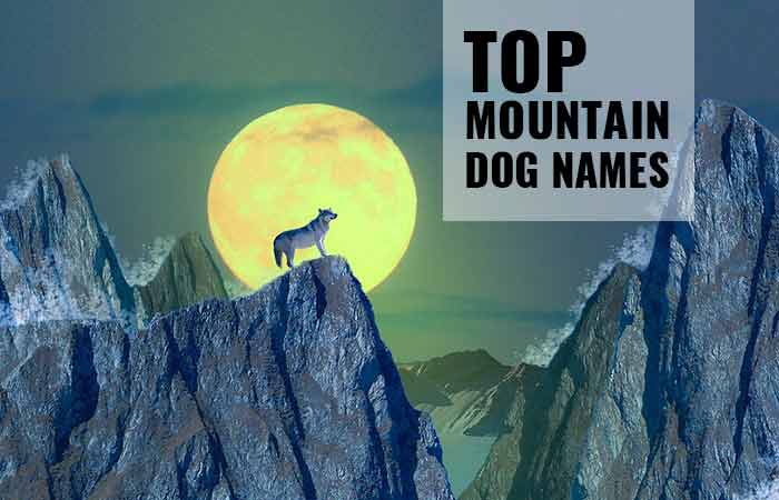 Mountain names for dogs & mountain dog breeds