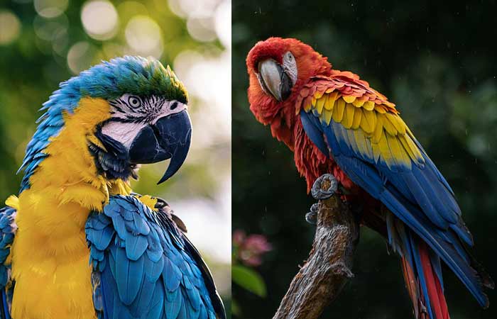 Top Pet Macaw Parrot Names, Types, Fun & Interesting Facts