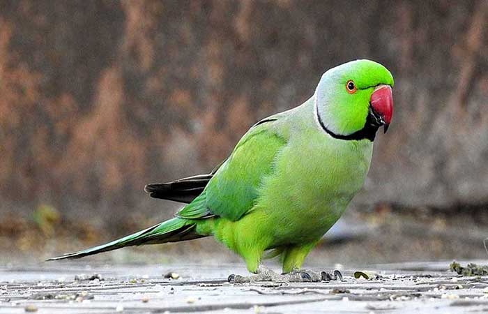 ringneck Parrot