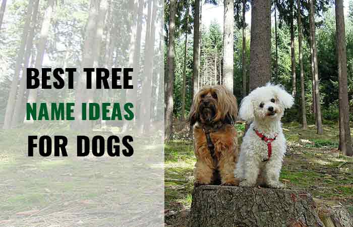 Best tree names for dogs-male-female