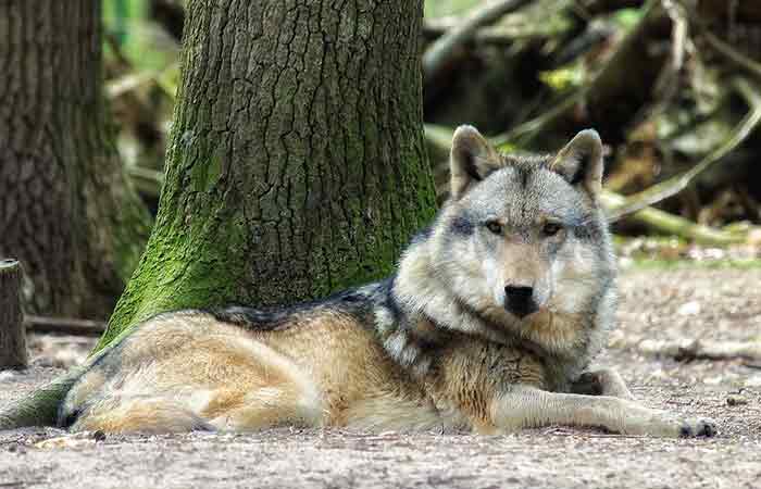 Wolf dog  under a tree