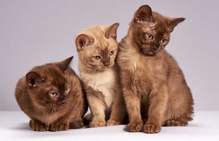 3 Cute Kitties