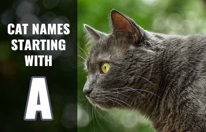 Cat Names that start with A
