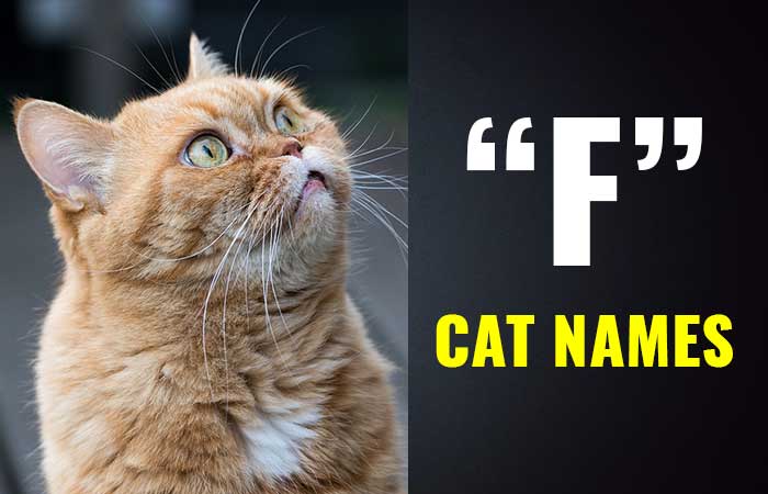 Cat Names that start with F