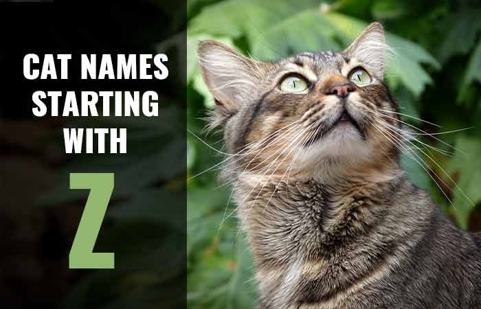 Cat Names that Start with Z