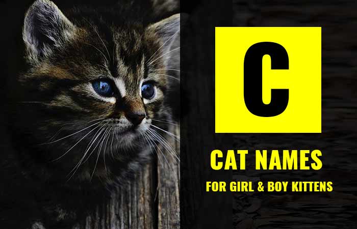 Cat Names that Start with C