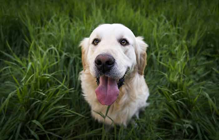 Dog Names that mean Happy, joy and cheerful