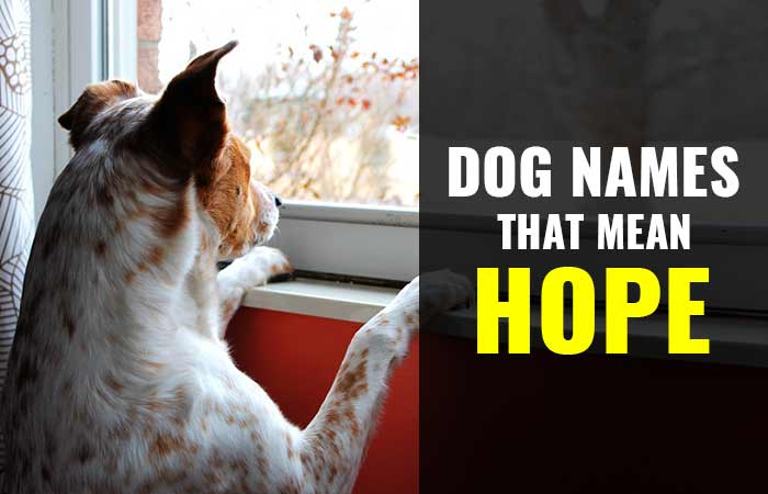 Dog Names that mean hope and faith