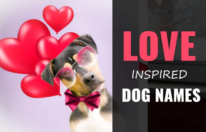 Dog Names Meaning Love-Valentine Inspires