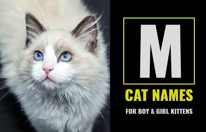 Cat Names that Start with M