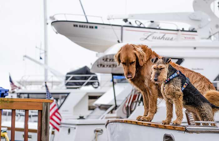 Nautical Dog Names-Boating, Sailing, Shipping, Navigation and More!