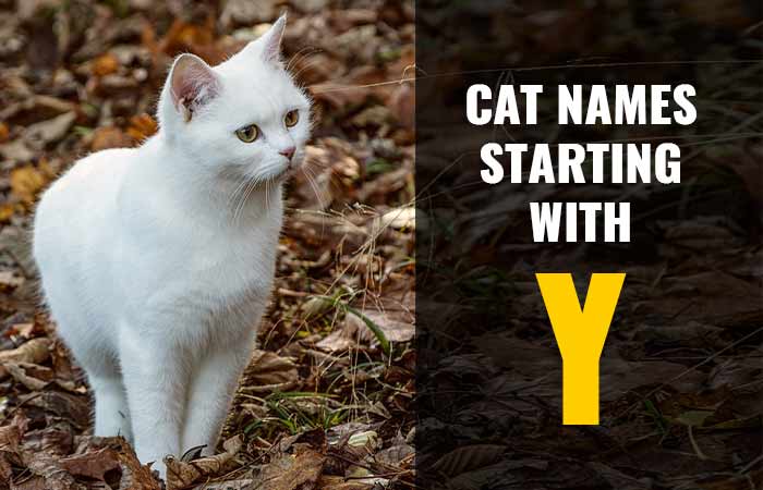 Cat Names Starting with Y for your Girl/Boy Kitten