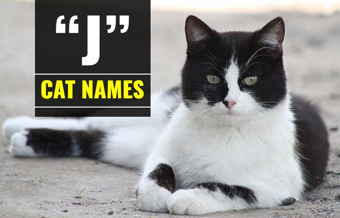 Cat Names that start with J