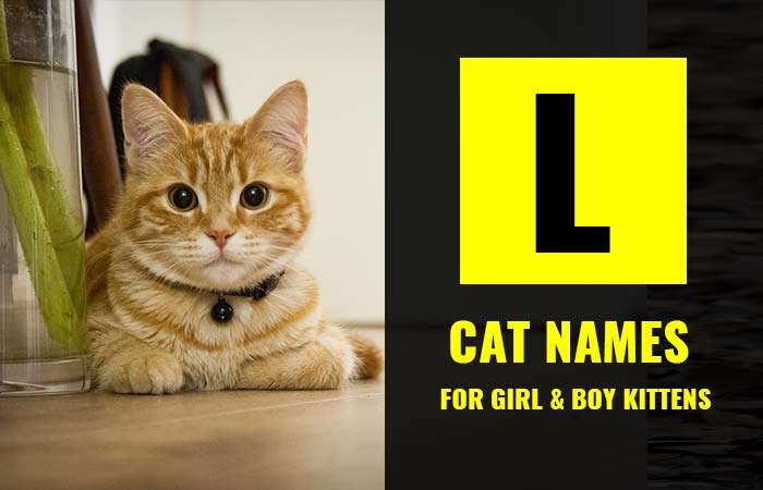 Cat Names Starting with L for your Boy/Girl Kitten