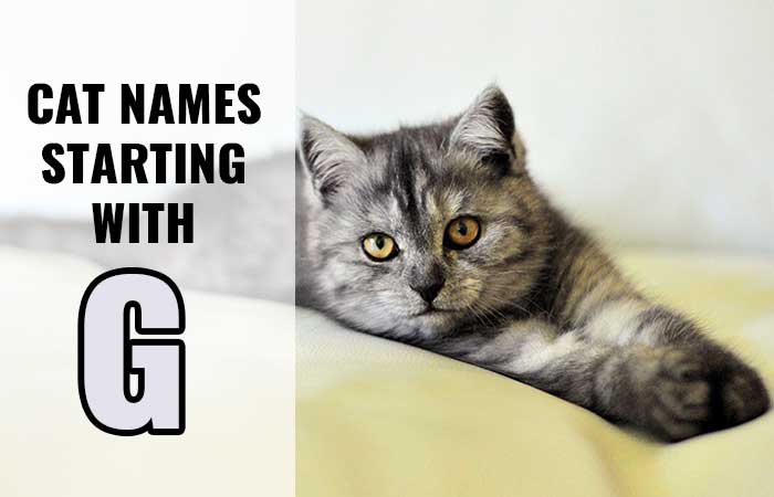 Cat Names Starting with G