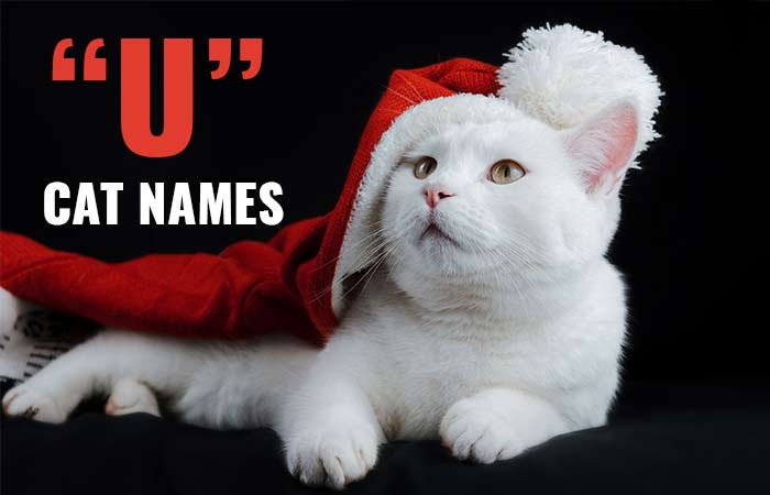 Cat Names Starting with U