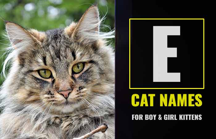Cat Names Starting with E