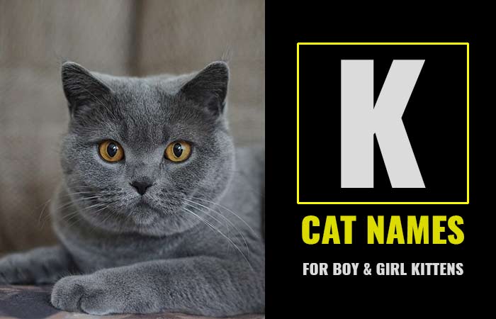 Cat Names that start with K