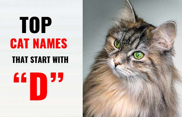 Cat Names that start with D