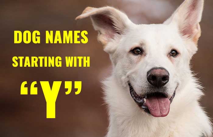 Dog Names starting with Y