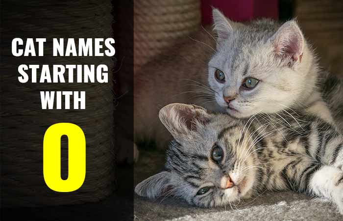 Cat Names that Start with O