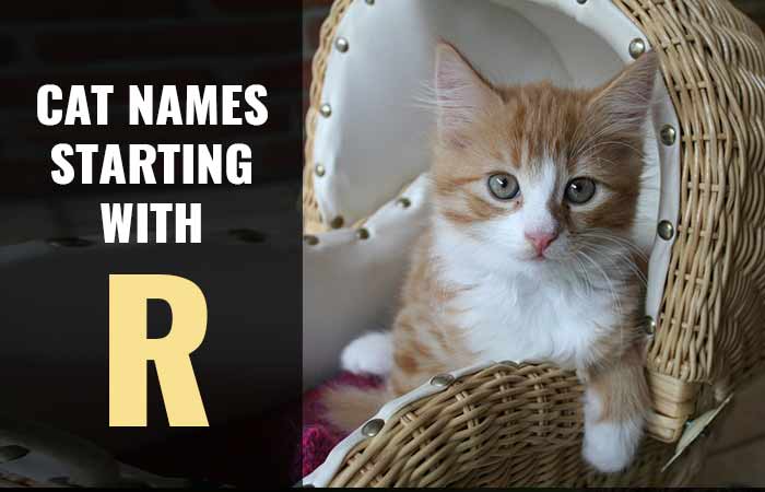 Cat Names that Start with R