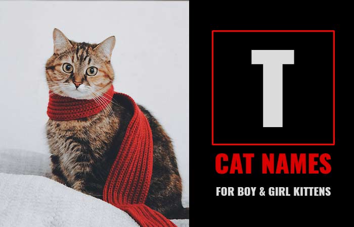 Cat Names that Start with T