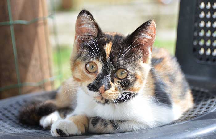 Tricolor Female Cat