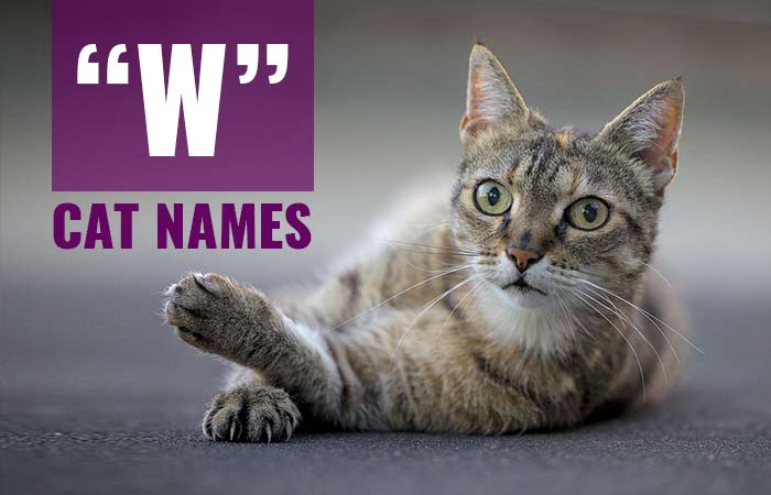 Unique & Cool Cat Names Starting with W