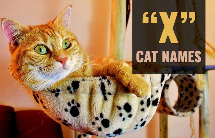 Cat Names that Start with X