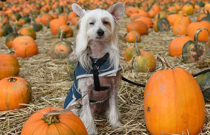 Celebrating October 31 with dogs and other pets
