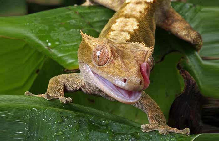 Crested Gecko Names